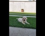 LABRADOR stenci